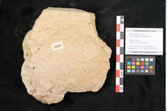 Foto (Objekt + Etikett) von Quercus palaeoilex Ettingshausen (NHMW-GEO-2024-0188-6369)